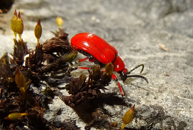 Chrysomelidae: Lilioceris merdigera